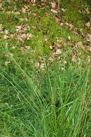 Juncus conglomeratus \ Knuel-Binse / Compact Rush, Common Rush, D Hunsrück, Börfink 18.7.2020