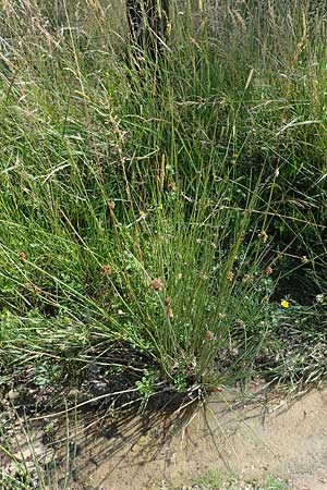 Juncus conglomeratus \ Knuel-Binse / Compact Rush, Common Rush, D Allenbach 26.6.2023