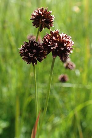 Juncus ensifolius \ Schwertblttrige Binse, Zwerg-Binse / Swordleaf Rush, Dagger-Leaved Rush, D Schwarzwald/Black-Forest, Notschrei 10.7.2016