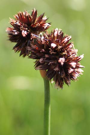 Juncus ensifolius \ Schwertblttrige Binse, Zwerg-Binse, D Schwarzwald, Notschrei 10.7.2016