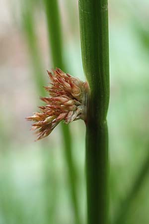 Juncus effusus \ Flatter-Binse, D Odenwald, Hammelbach 26.5.2019