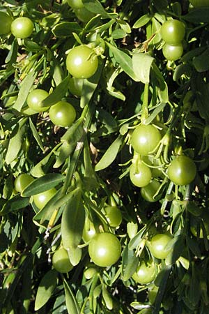 Jasminum fruticans \ Gelber Jasmin, D Botan. Gar.  Universit.  Mainz 4.8.2007