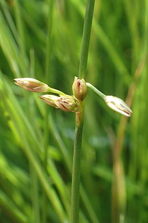 Juncus filiformis \ Faden-Binse / Thread Rush, D Kirchhundem-Benolpe 14.6.2019