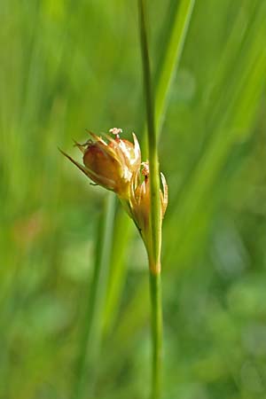 Juncus filiformis \ Faden-Binse / Thread Rush, D Schreufa 15.6.2019