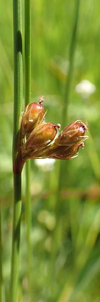 Juncus filiformis \ Faden-Binse / Thread Rush, D Schreufa 15.6.2019