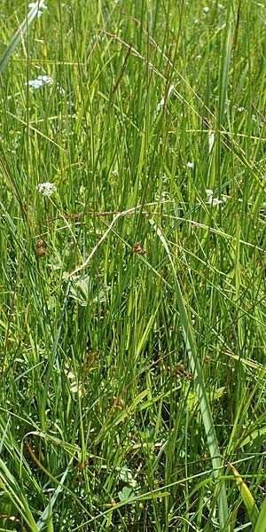 Juncus filiformis \ Faden-Binse / Thread Rush, D Schreufa 15.6.2019