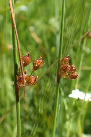 Juncus filiformis \ Faden-Binse / Thread Rush, D Schreufa 15.6.2019