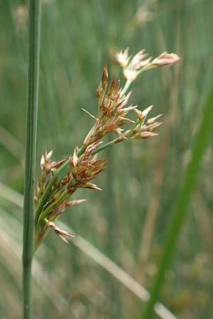 Juncus inflexus \ Blaugrne Binse / Hard Rush, D Neuleiningen 15.6.2020