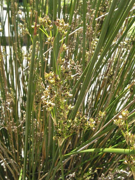 Juncus maritimus \ Strand-Binse / Sea Rush, D Botan. Gar.  Universit.  Mainz 4.8.2007