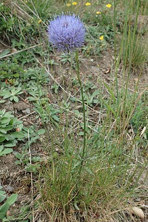 Jasione montana \ Berg-Sandglckchen, Schaf-Rapunzel / Sheep's Bit, D Gladenbach 22.6.2020