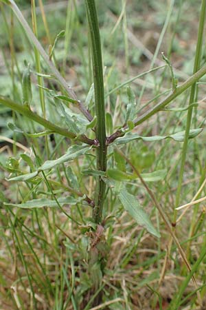 Jasione montana \ Berg-Sandglckchen, Schaf-Rapunzel / Sheep's Bit, D Gladenbach 22.6.2020