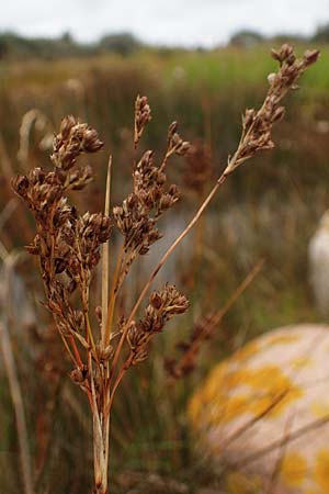 Juncus maritimus \ Strand-Binse / Sea Rush, D Heiligenhafen 17.9.2021