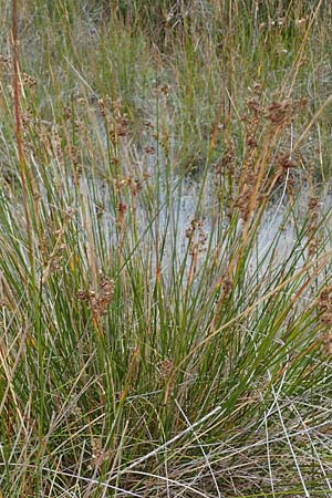 Juncus maritimus \ Strand-Binse / Sea Rush, D Heiligenhafen 17.9.2021