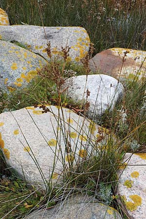 Juncus maritimus \ Strand-Binse / Sea Rush, D Heiligenhafen 17.9.2021