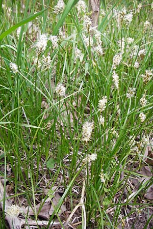 Carex praecox \ Frhe Segge / Vernal Sedge, D Gernsheim 17.4.2015