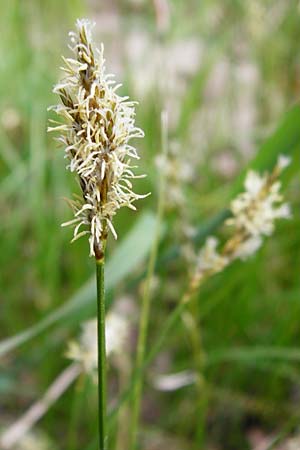 Carex praecox \ Frhe Segge / Vernal Sedge, D Gernsheim 17.4.2015