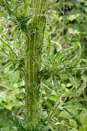 Cirsium palustre / Marsh Thistle, D Odenwald, Lindenfels 16.6.2015