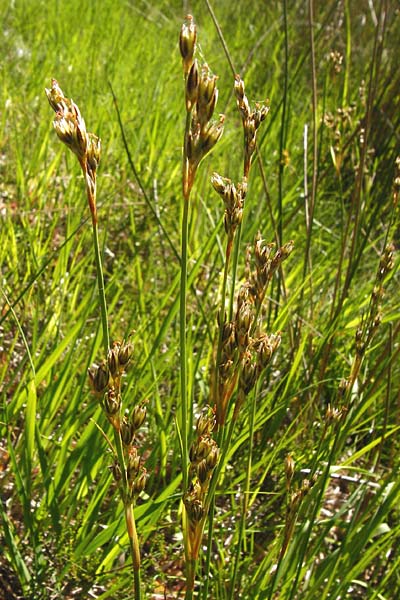 Juncus squarrosus \ Sparrige Binse / Heath Rush, D Ober-Roden 17.6.2015