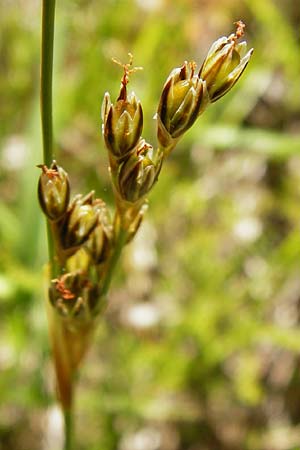 Juncus squarrosus \ Sparrige Binse / Heath Rush, D Ober-Roden 17.6.2015