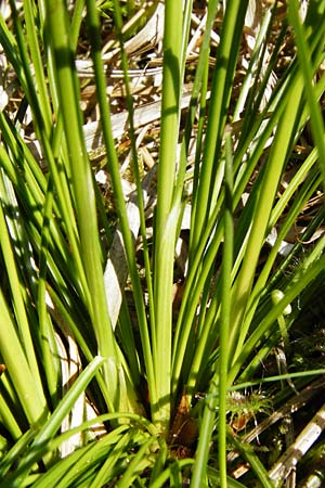 Juncus squarrosus \ Sparrige Binse / Heath Rush, D Ober-Roden 17.6.2015