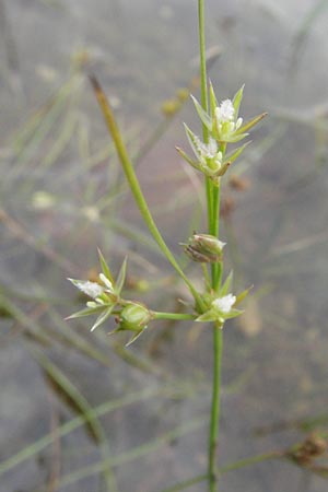 Juncus tenuis \ Zarte Binse / Slender Rush, D Babenhausen 11.8.2007