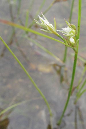 Juncus tenuis \ Zarte Binse / Slender Rush, D Babenhausen 11.8.2007