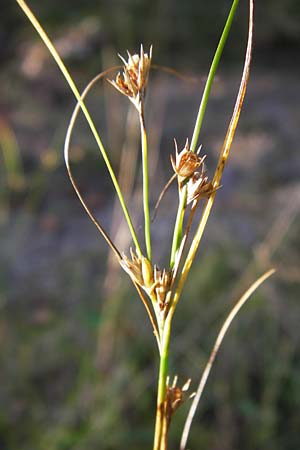 Juncus tenuis \ Zarte Binse / Slender Rush, D Odenwald, Erbach 1.10.2012