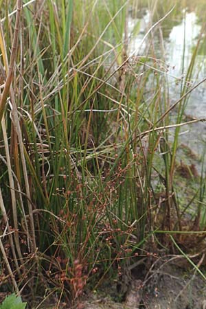 Juncus tenageia \ Schlamm-Binse, Sand-Binse / Sand Rush, D Hassloch 22.9.2016