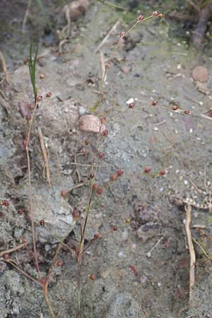 Juncus tenageia \ Schlamm-Binse, Sand-Binse / Sand Rush, D Hassloch 22.9.2016