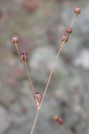 Juncus tenageia \ Schlamm-Binse, Sand-Binse / Sand Rush, D Hassloch 22.9.2016