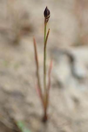 Juncus tenageia \ Schlamm-Binse, Sand-Binse / Sand Rush, D Drover Heide 24.5.2018