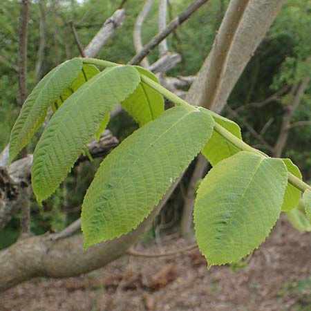 Juglans cinerea \ Butter-Nuss, Graue Walnuss, D Gernsheim 8.5.2021