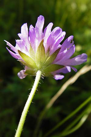 Knautia arvensis \ Acker-Witwenblume, D Nördlingen 10.7.2015