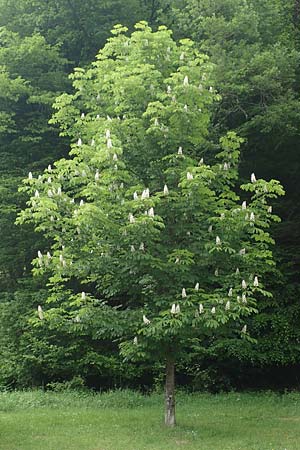 Aesculus hippocastanum \ Ross-Kastanie, D Ottorfszell 13.5.2018