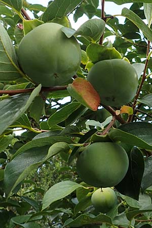 Diospyros kaki \ Kaki-Pflaume / Kaki Persimmon, Japanese Persimmon, D Weinheim an der Bergstraße, Botan. Gar.  Hermannshof 20.8.2018