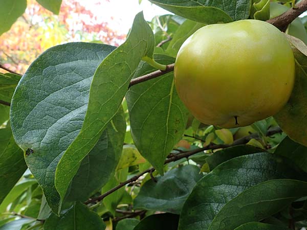 Diospyros kaki \ Kaki-Pflaume / Kaki Persimmon, Japanese Persimmon, D Weinheim an der Bergstraße, Botan. Gar.  Hermannshof 22.10.2020