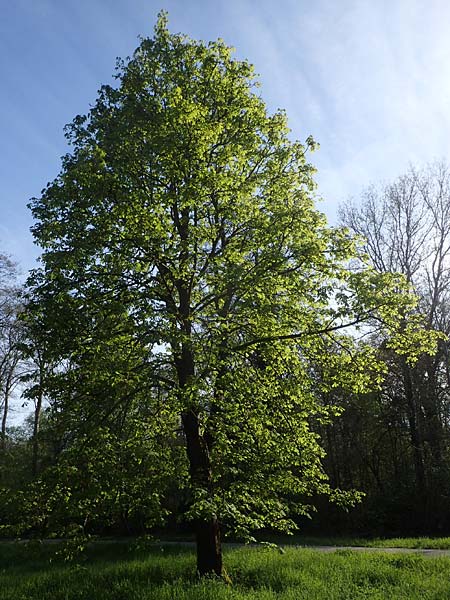 Aesculus hippocastanum \ Ross-Kastanie / Horse Chestnut, D Mannheim 22.4.2021