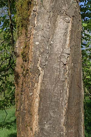 Aesculus hippocastanum \ Ross-Kastanie / Horse Chestnut, D Mannheim 22.4.2021