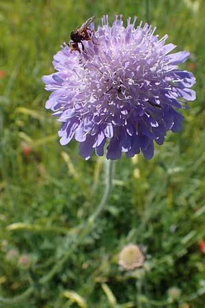 Knautia arvensis \ Acker-Witwenblume, D Neuleiningen 13.6.2021