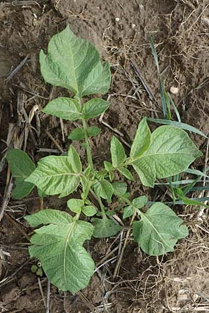 Solanum tuberosum \ Kartoffel / Potato, D Bogen 21.9.2022