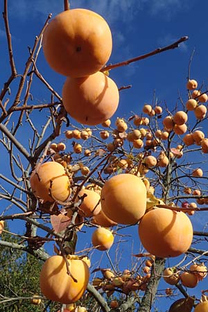 Diospyros kaki / Kaki Persimmon, Japanese Persimmon, D Weinheim an der Bergstraße, Botan. Gar.  Hermannshof 6.11.2022