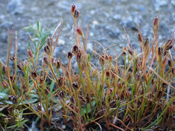 Juncus bufonius \ Krten-Binse / Toad Rush, D Odenwald, Erbach 17.7.2022