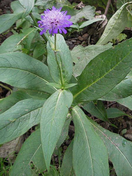 Knautia dipsacifolia \ Wald-Witwenblume, D Schwarzwald, Feldberg 18.8.2007