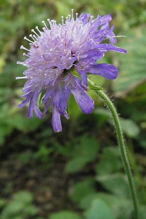 Knautia dipsacifolia \ Wald-Witwenblume, D Schwarzwald, Feldberg 18.8.2007