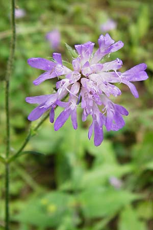 Knautia dipsacifolia \ Wald-Witwenblume / Wood Scabious, D Schwarzwald/Black-Forest, Alpirsbach 26.7.2015