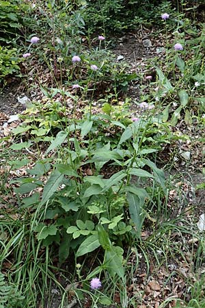 Knautia dipsacifolia \ Wald-Witwenblume, D Spaichingen 26.6.2018