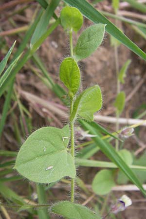 Kickxia elatine / Sharp-Leaved Fluellen, D Großheubach-Rosshof 16.7.2016