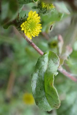 Pulicaria vulgaris \ Kleines Flohkraut / Small Fleabane, D Mannheim 13.10.2015