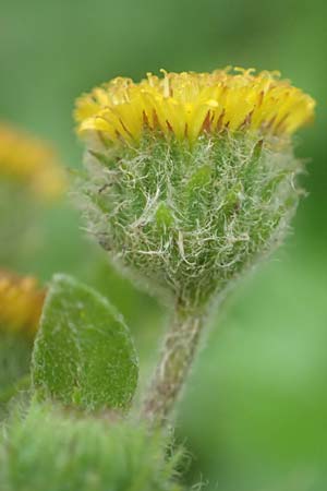 Pulicaria vulgaris / Small Fleabane, D Mannheim 27.10.2019