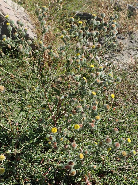 Pulicaria vulgaris \ Kleines Flohkraut / Small Fleabane, D Mannheim 13.8.2022